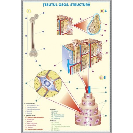 Plansa tesutul osos / Sistemul nervos la animale DUO