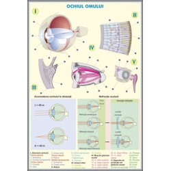 Plansa ochiului omului / ochiului la animale DUO