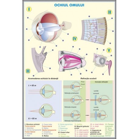Plansa ochiului omului / ochiului la animale DUO