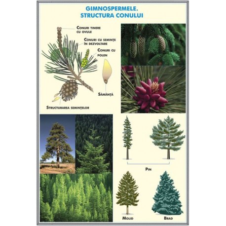 Plansa gimnospermele / regnul protista DUO