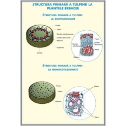 Plansa Structura tulpinei la plantele erbacee / Regnul ciupercilor DUO