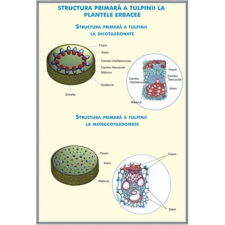 Plansa Structura tulpinei la plantele erbacee / Regnul ciupercilor DUO