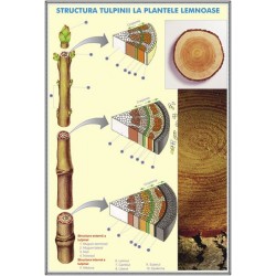 Plansa Structura tulpinei la plantele lemnoase / Structura varfului de radacina DUO