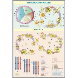 Plansa reproducerea celulei / Viermii parazitari DUO