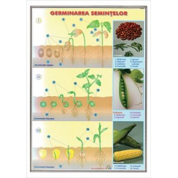Plansa Germinatia semintelor / Muschii DUO