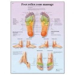 Plansa prez reflexoter zona picior (3B) 50X67cm