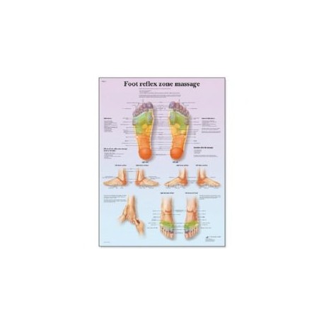 Plansa prez reflexoter zona picior (3B) 50X67cm