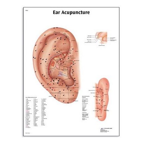 Plansa Acupunctura urechii (3B) 50X67 cm