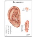 Plansa Acupunctura urechii (3B) 50X67 cm