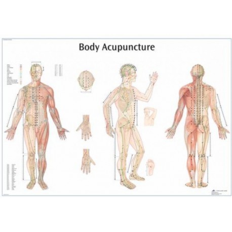 Plansa Meridianele si punctele acupuncturii pe corpul uman