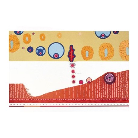 Plansa Ciclul menstrual