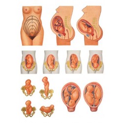 Plansa Pozitia fatului inainte de nastere