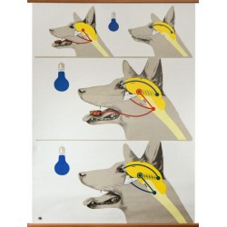 Plansa Experimentul lui Pavlov 84x120cm