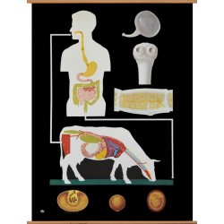 Plansa Tenia 84x120 cm